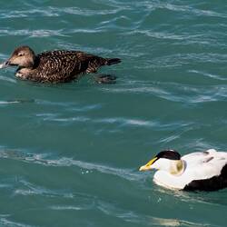 Pair of eider ducks.