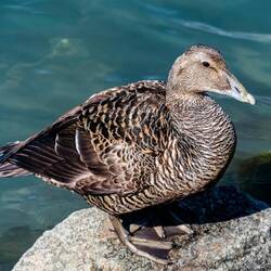 Eider duck