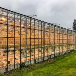 Friðheimar restaurant