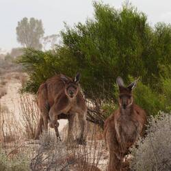 Western Grey Kangaroo