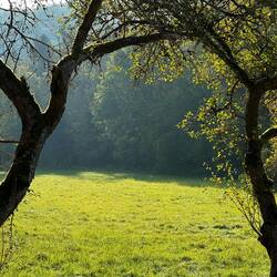 In der Eifel