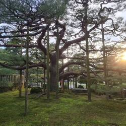 ...in dem es coole Bäume gab, die irgendwie gestützt werden mussten👵🏻👴🏼