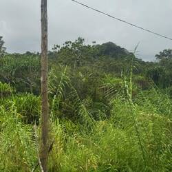 Auf dem Weg nach "Suva"