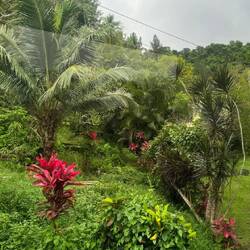 Auf dem Weg nach "Suva"