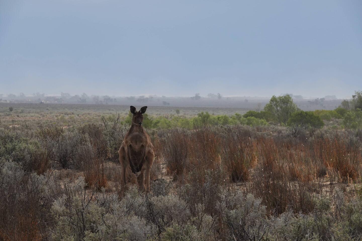 Die Kängurus sind noch da
