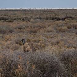 Wir sehen einen Emu