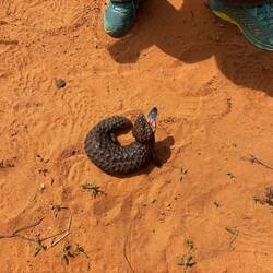 Der Skink steckt mir die Zunge raus. 👅