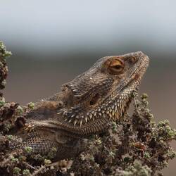 Wirklich ein beeindruckender Bart