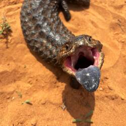 Die Zunge ist wirklich blau