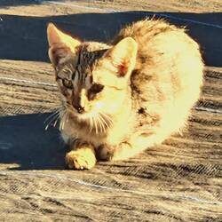 Ein noch ganz kleines Kätzchen! Sitzt entspannt und hat keine Angst vor Pelle❣️