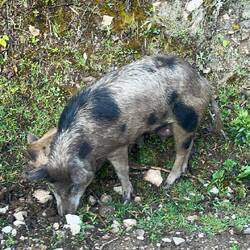 Am zweiten Haus gabs Schweinchen 🐷