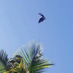 Flughund im Anflug