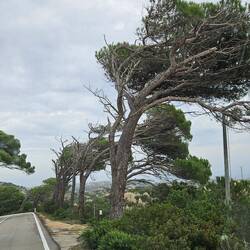 Hier hat der starke Wind wohl zum urigen Wachstum beigetragen 😁