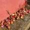Beautiful onions