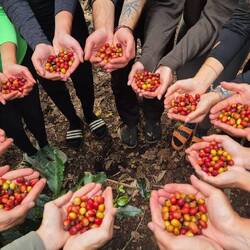 Sammelt Kaffeebohnen, alles klar 👌🏻