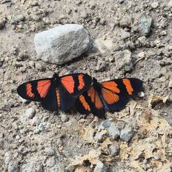 Unendlich viele Schmetterlinge 🥰