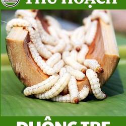 Die Larven haben einen hohen Nährwert und werden oft entweder roh oder gebraten verzehrt