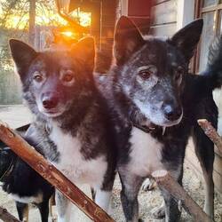 Talvi (Tochter) und Kano (Vater)