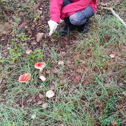 Some interesting mushrooms (oak mushrooms and a very large mushroom)