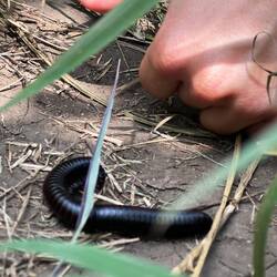 Ein ziemlich großer Tausendfüßler