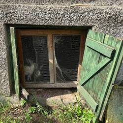 Kaninchen der Angestellten
