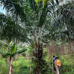 Eine Palme aus der Palmöl gewonnen werden könnte