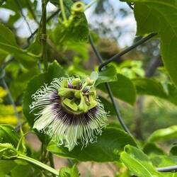 Die Blüte einer Passionsfrucht