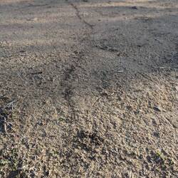 Ameisenstraße 🐜🐜🐜🐜🐜🐜