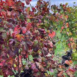 Some leaves have started turning