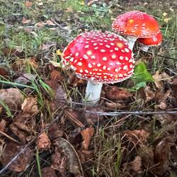 Looked for the little fairies living underneath but they managed to stay hidden