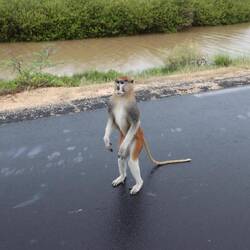 Affe auf dem Weg nach Saint-Louis