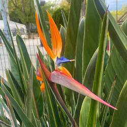 Wenn ich die Blume Klaue darf ich mich nicht erwischen lassen 😂