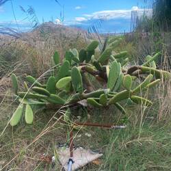 Wie alt dieser Kaktus schon ist 🧐