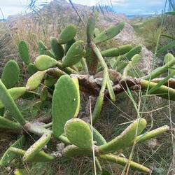 Und da sind sogar Früchte dran 🫒