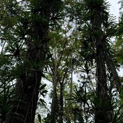 Colo-i-Suva Forest Park