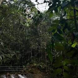 Colo-i-Suva Forest Park