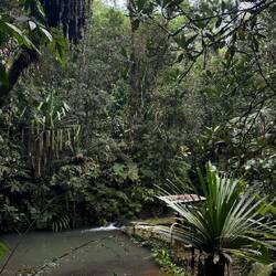Colo-i-Suva Forest Park