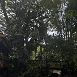 Rainforest Eco Lodge