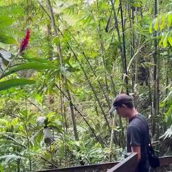 Colo-i-Suva Forest Park