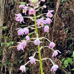Colo-i-Suva Forest Park