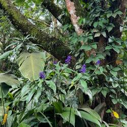 Rainforest Eco Lodge