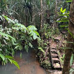 Colo-i-Suva Forest Park