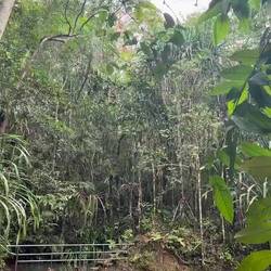 Colo-i-Suva Forest Park