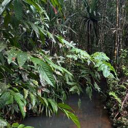 Colo-i-Suva Forest Park