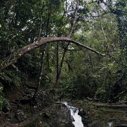 Colo-i-Suva Forest Park