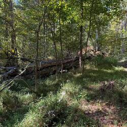 Trail blazing