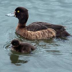 Tufted duck family at Reykjavik City Pond.