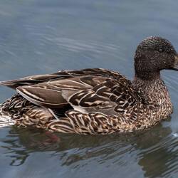 American black duck at Reykjavik City Pond.