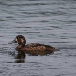 Greater scaup at Reykjavik City Pond.