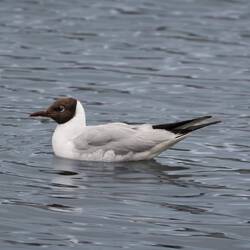 Black-headed gull at Reykjavik City Pond.